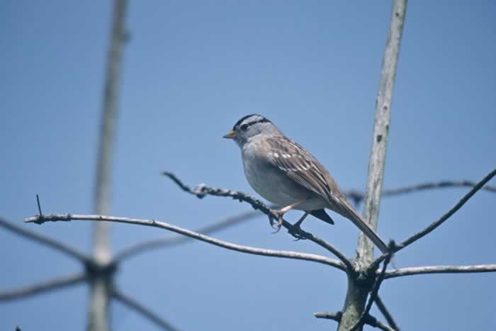 White-crowned Sparrow - Zonotrichia leucophrys | Wildlife Journal Junior